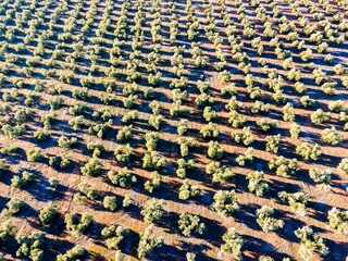 Fototapeta premium Olive groves in Jaen, Andalusia, Spain