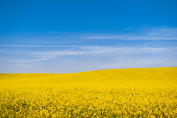 Obraz premium Landscape photography of rapeseed. Canola field and blue sky in background. Yellow flower with blue sky. Ukraine flag like picture.