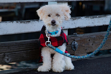 A shaggy white dog with a red vest