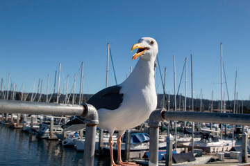 A seagull posing for the camera