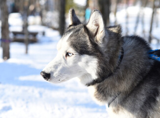 Young Siberian husky looking away on snowy background