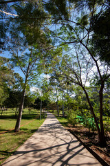 garden path in the morning