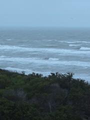 waves on the beach and trees