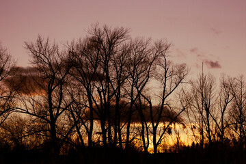 Plakat Silhouettes of trees against the sunset sky. Tree branches in winter