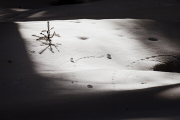 Abstract snow background. Sun and shadows on a snow