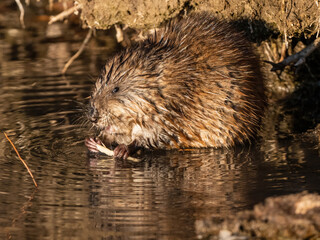 Closeup of a wild Muskrat about to take a bite out of the  chewed up tree bark it is holding.