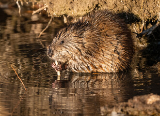 A very dexterous Muskrat finishing off a piece of vegetation it is feeding on.