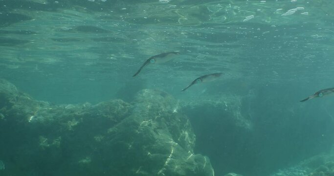 squid school underwater close up cuttlefish big eye Loligo vulgaris cephalopod