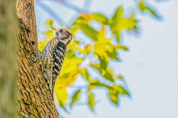 A woodpecker living in Japan