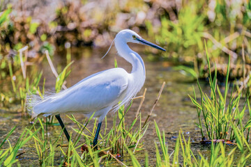 Egret in the sun