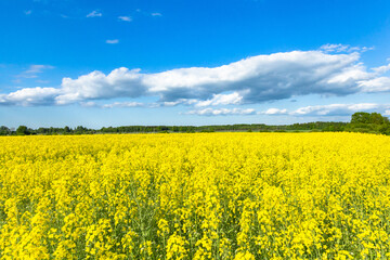 Nature forming Ukrainian flag with sky and oilseed