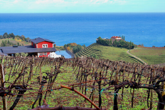 Main view of a wonderful Txakoli wine cellar and vineyards close to the Cantabrian sea in the amazing village of Guetaria, one of the most beautiful spots of the Basque Country, Spain.