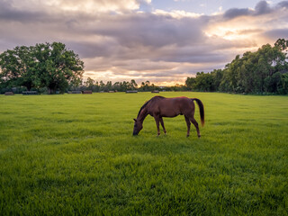 Fototapeta na wymiar horse in the meadow