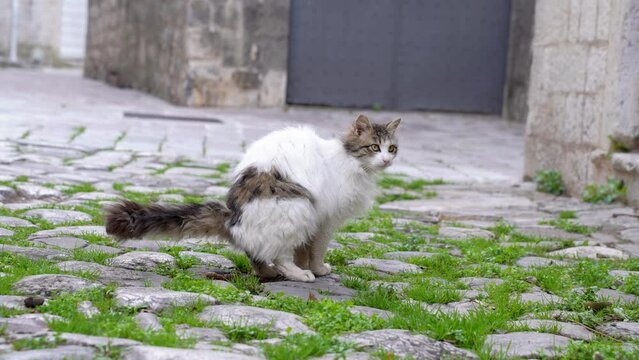 Homeless or walking fluffy cat poops right in the middle of a passing street, on a paving stone with grass breaking through between the stones. Dirt in public places of town