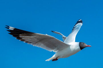 seagull on sky