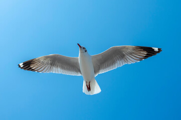 seagull in the sky