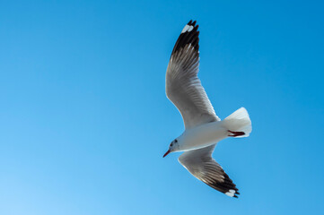 seagull in the sky