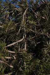 Exotic flora. View of Callistemon bush, also known as Scarlet bottlebrush green foliage and fruit with seeds