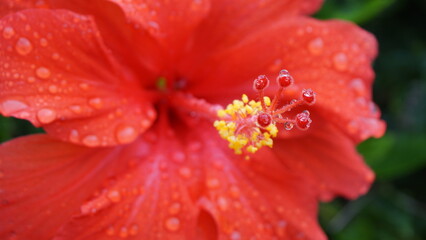 赤色のハイビスカス
