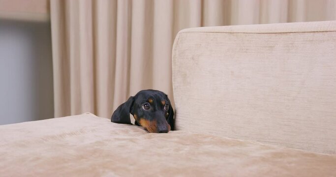 Smooth-haired dachshund dog of black and ginger color looks at owner with sly eyes asking permission TO jump on bed blanket closeup