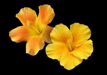 Fototapeta na wymiar Two yellow hibiscus flowers isolated on black background