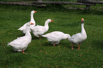 farmyard geese on the grass