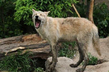 wolf  with its head up howling near its den