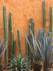 Foto op Plexiglas cactus tegen de muur © Saule