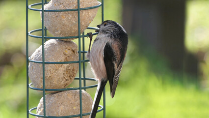 The long-tailed tit feeding on fat balls Coconut halves Suet on bird table