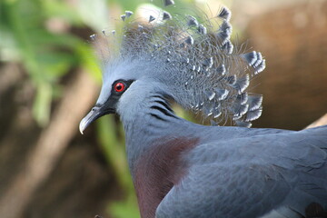 close up of a bird