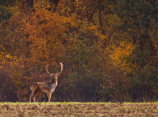 Obraz na płótnie Canvas Wild deer(dama dama) in autumn magic morning, in the forests of Romania