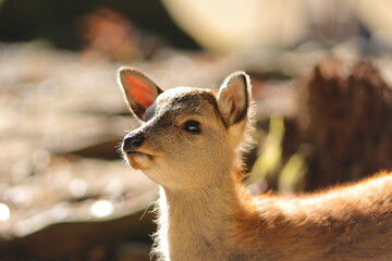 朝の奈良公園の子鹿