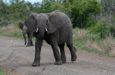 Fototapeta na wymiar two elephants crossing the road