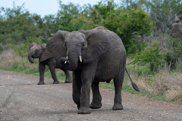 two elephants crossing the road