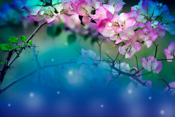 Fototapeta na wymiar Bougainvillea branches in curved shape over gradient multicolor background.