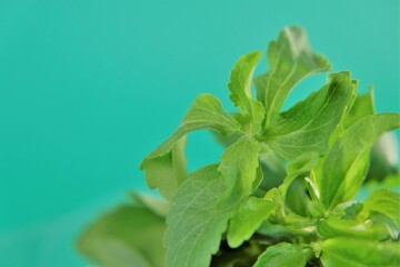 Stevia fresh green twig and Dried stevia leaves. Organic sweetener.Stevia rebaudiana. Stevia...