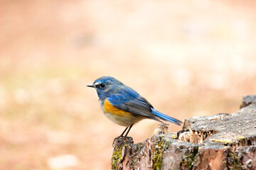 幸せを呼ぶ青い鳥