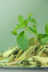Stevia fresh green twig and Dried stevia leaves close-up in a round cup Organic natural sweetener.