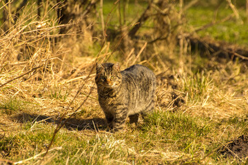 gray cat getting ready to go hunting