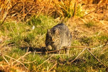 Fototapeta premium gray cat getting ready to go hunting