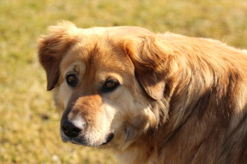  close up of muzzle of a yellow dog