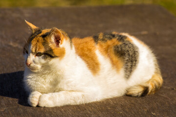 the spotted lazy cat lies on a background of green grass