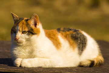 the spotted lazy cat lies on a background of green grass