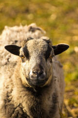 the face of a curious sheep close up