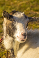 snout of a goat close up