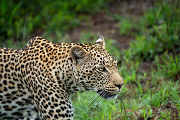 African Leopard in South Africa