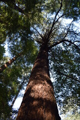Large redwood