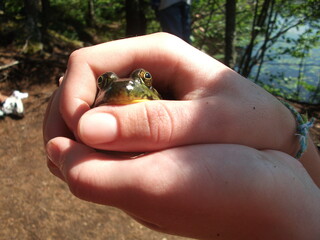 Hands holding frog