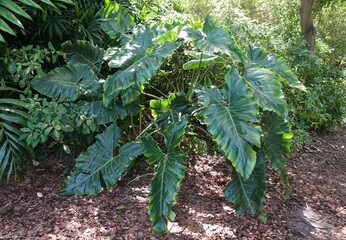 The mature and shiny green leaves of Philodendron Giganteum