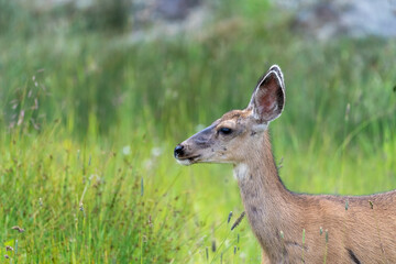 Mule deer in Silverton Colorado, side view